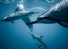 华体会官网：专业、安全、畅享娱乐的新选择